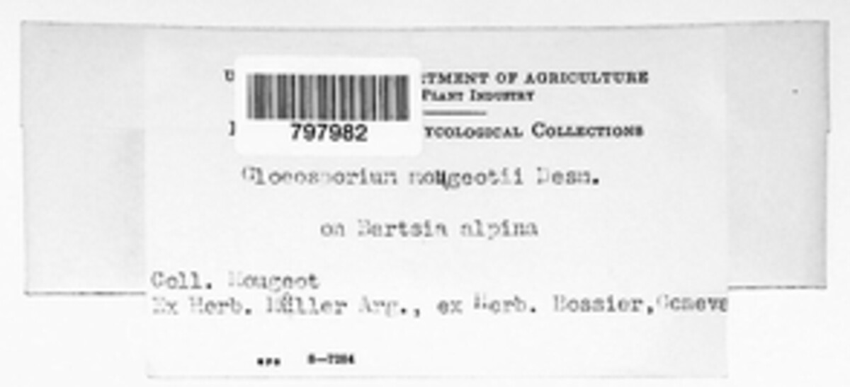 Melasmia mougeotii image
